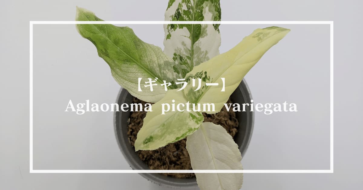Aglaonema pictum variegata（アグラオネマピクタム 斑入り）