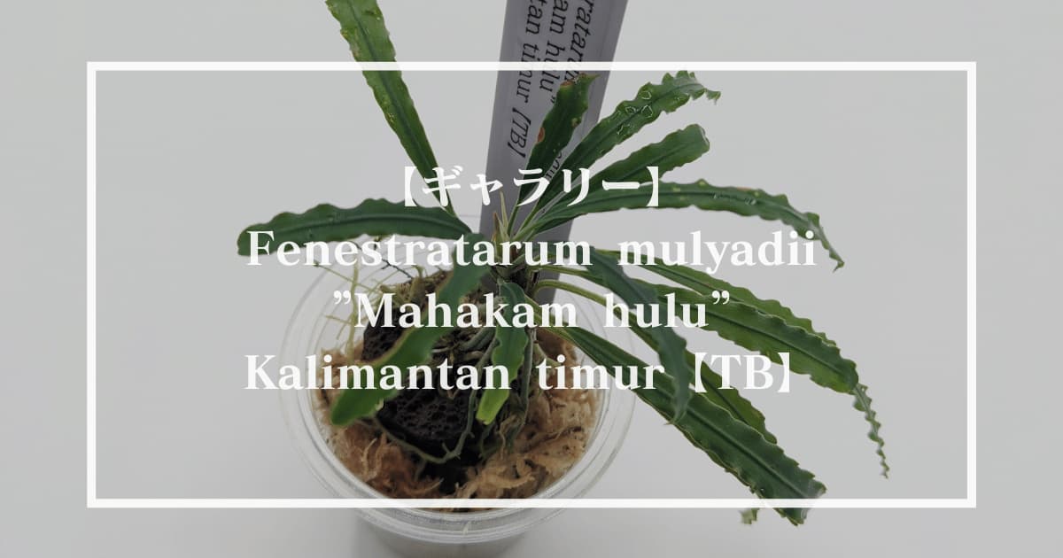 Fenestratarum mulyadii ”Mahakam hulu” Kalimantan timur【TB】