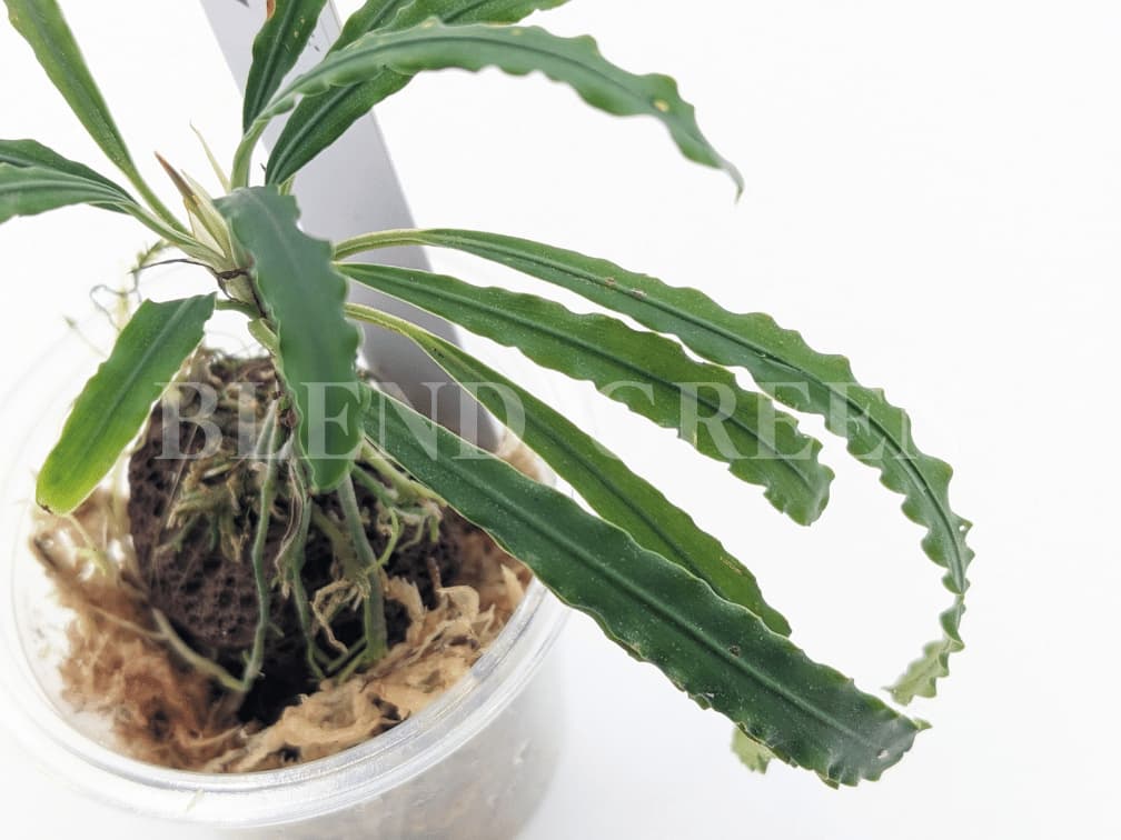 Fenestratarum mulyadii ”Mahakam hulu” Kalimantan timur【TB】