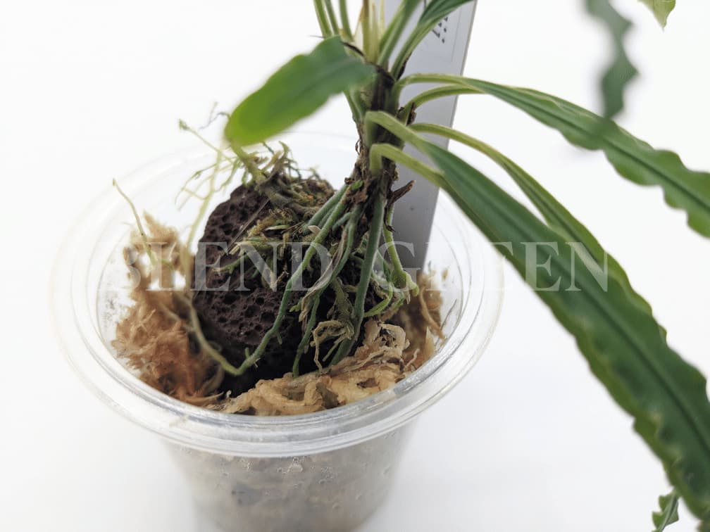 Fenestratarum mulyadii ”Mahakam hulu” Kalimantan timur【TB】