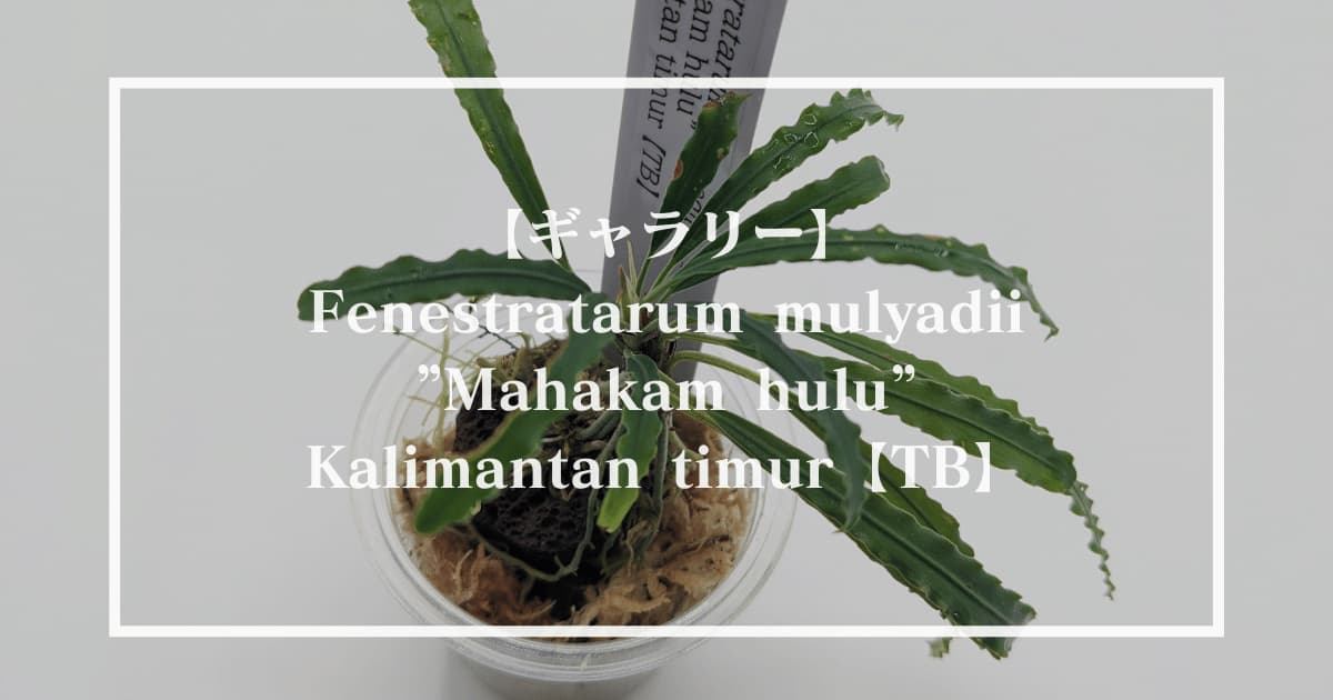 Fenestratarum mulyadii Mahakam hulu Kalimantan timur【TB】