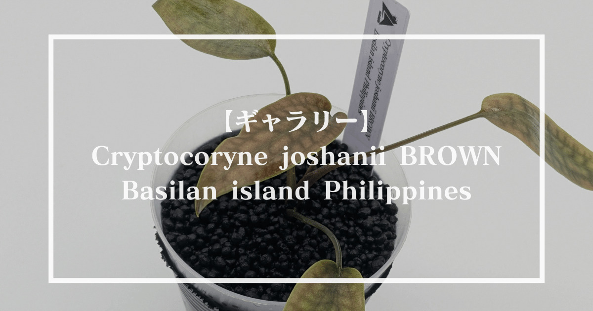 【LA便】Cryptocoryne joshanii BROWN Basilan island Philippines（クリプトコリネ ジョシャニー）
