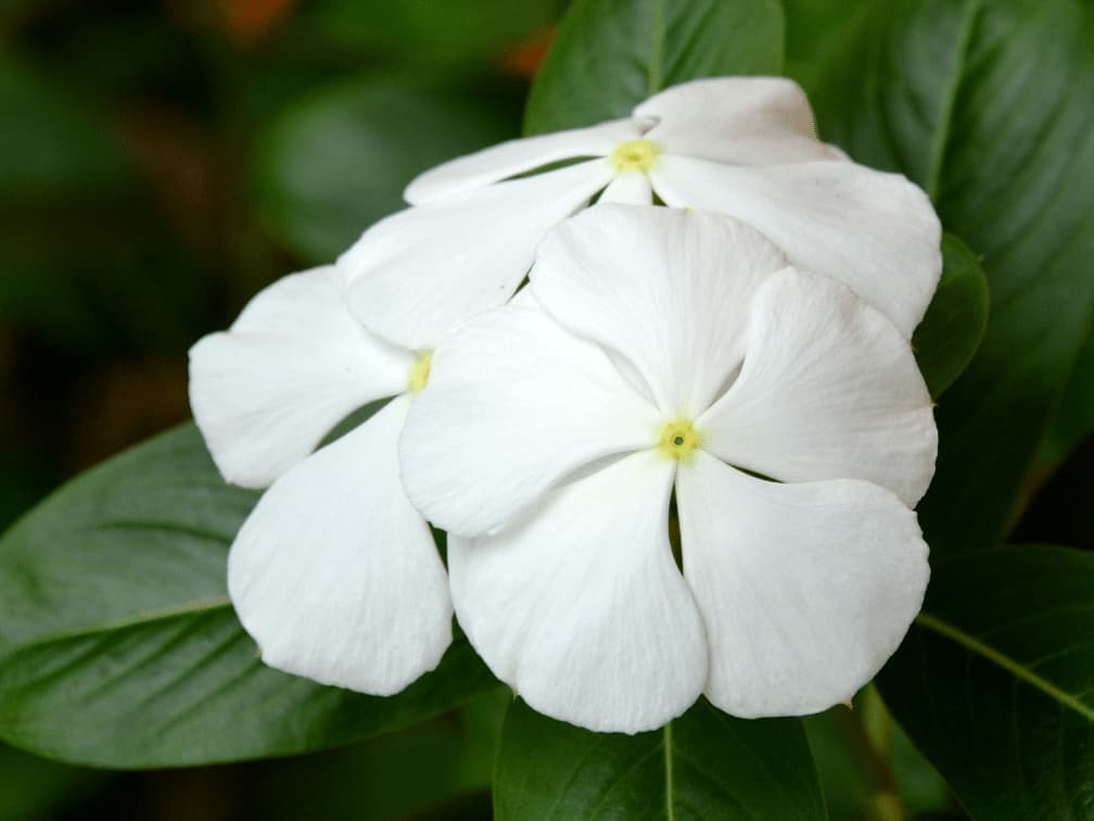 チニチソウ（日日草・ソノヒグサ）の花言葉 花色が白のニチニチソウ