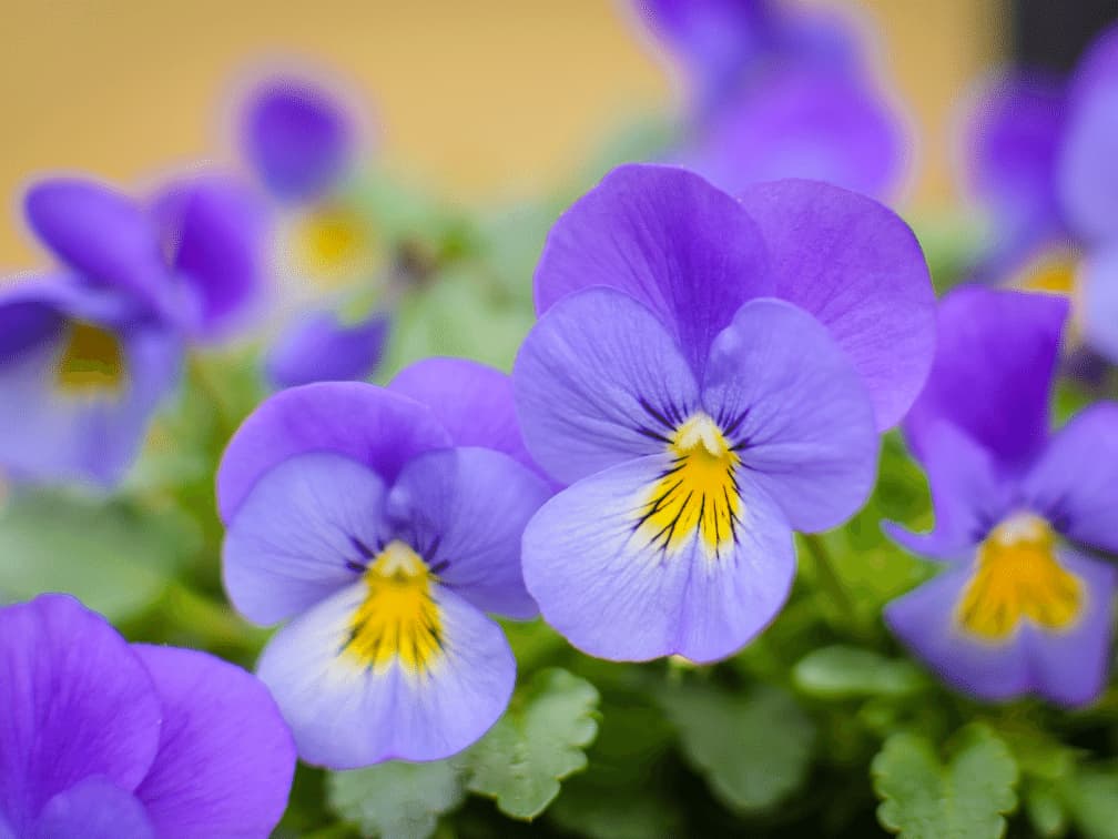 ビオラ（紫）の花言葉