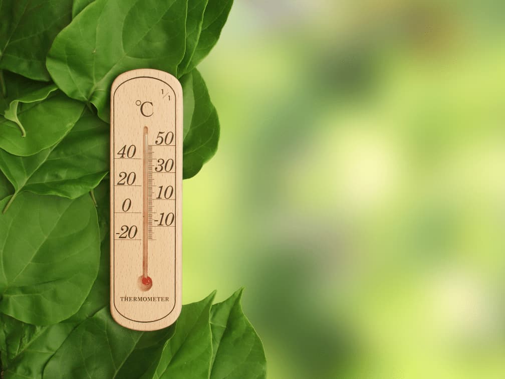 観葉植物や熱帯植物が黄変する原因と温度ストレスについて