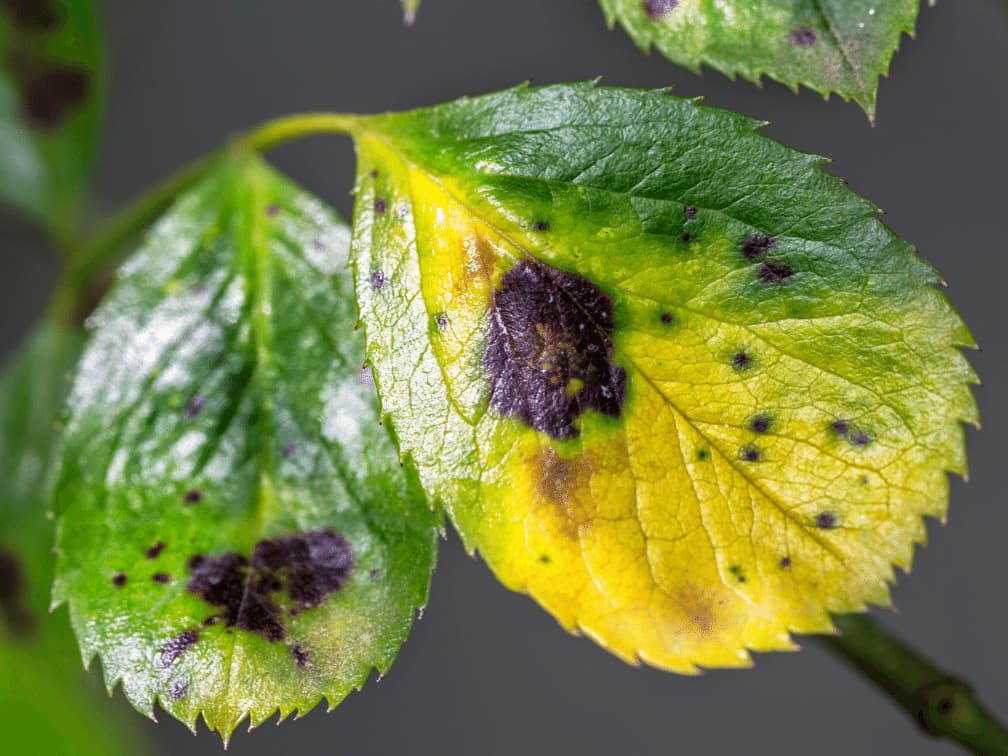 観葉植物や熱帯植物が黄変する原因と病害虫について
