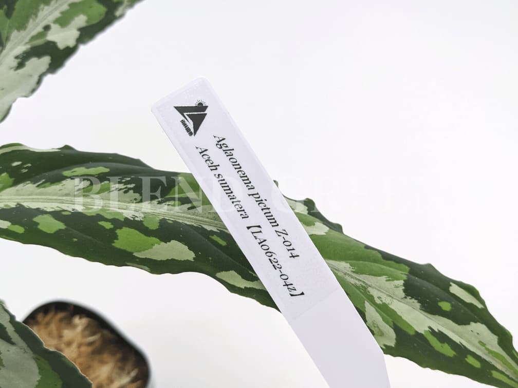 アグラオネマピクタムZ-014 【LA-0622-04z】子株 Aglaonema pictum Z 