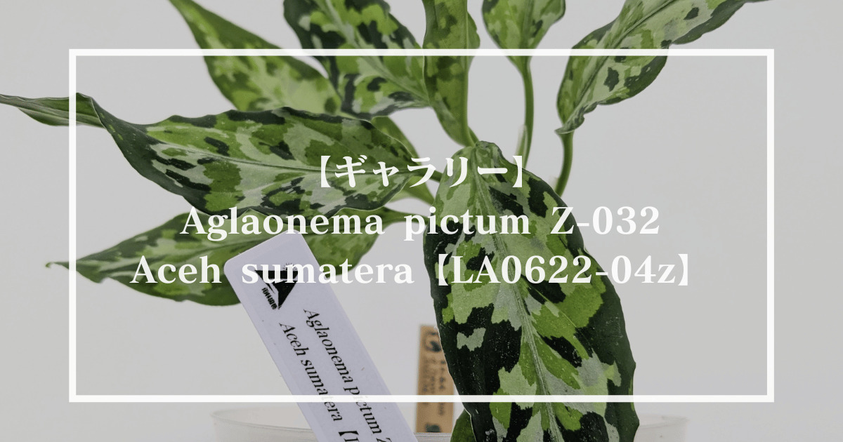 【ギャラリー】Aglaonema pictum Z-014 Aceh sumatera【LA0622-04z】