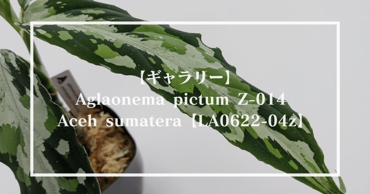 【ギャラリー】Aglaonema pictum Z-014 Aceh sumatera【LA0622-04z】