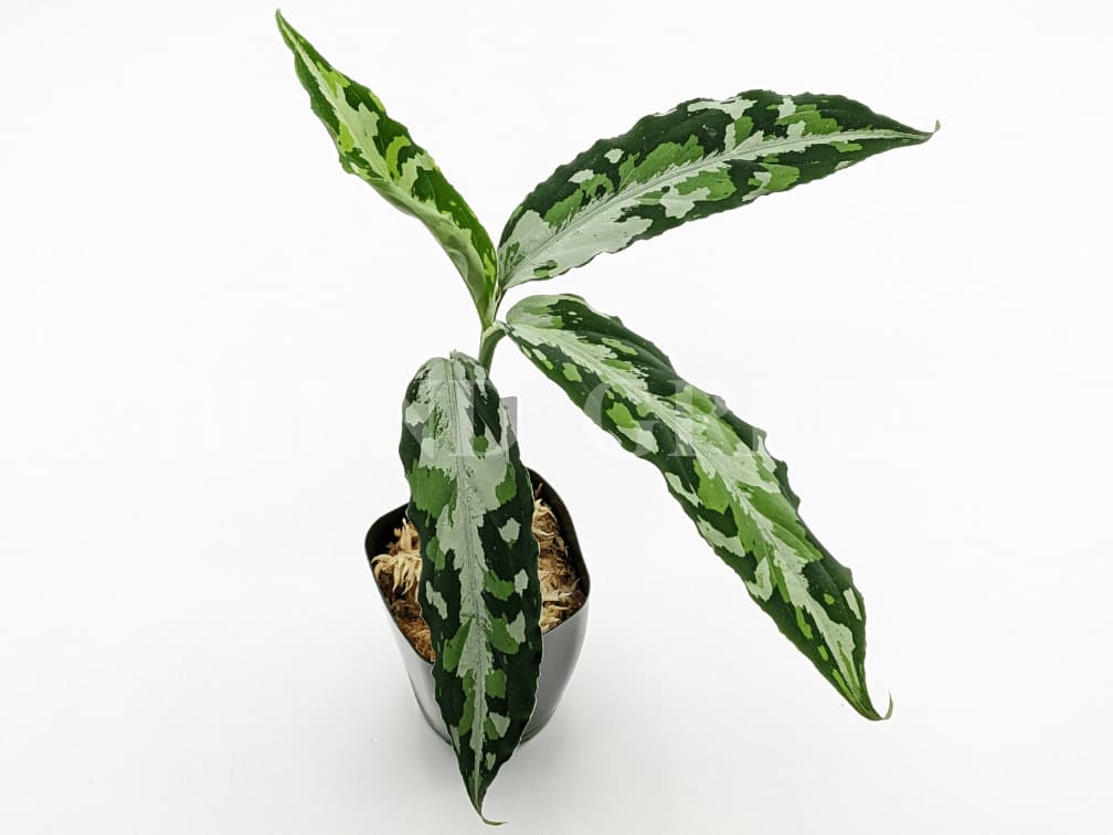 Aglaonema pictum Z-014 Aceh sumatera【LA0622-04z】LA便 アグラオネマピクタム 雨林園藝タグ Zコード