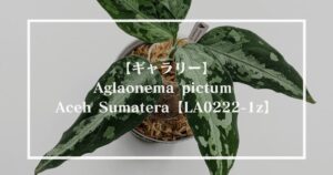 Aglaonema pictum 