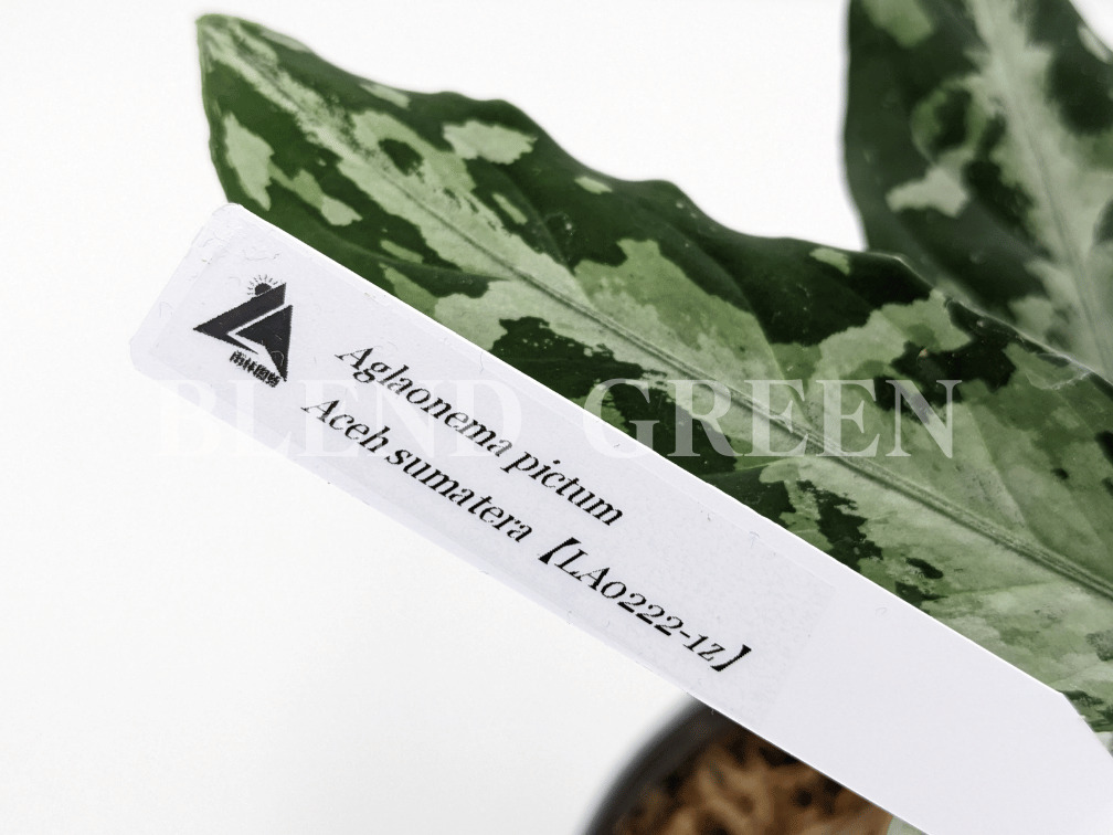 Aglaonema pictum Aceh Sumatera【LA0222-1z】雨林園藝タグ zコード LA便