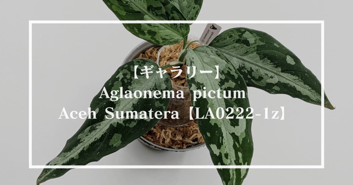 Aglaonema pictum T-301219-b-2 アグラオネマ