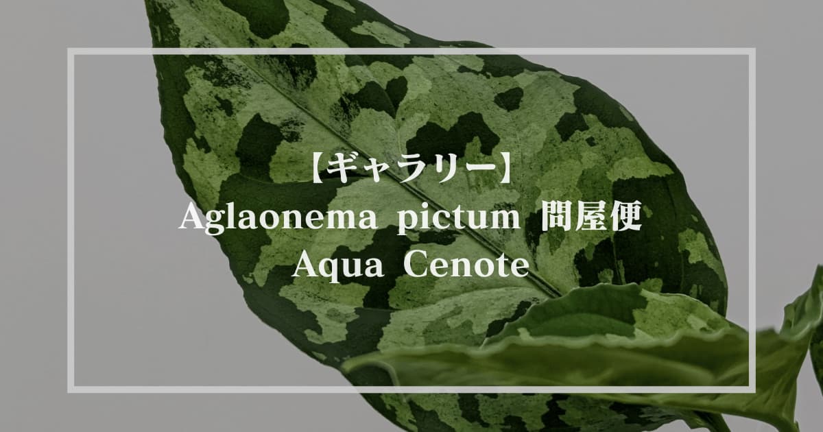 【ギャラリー】Aglaonema pictum 問屋便 Aqua Cenote