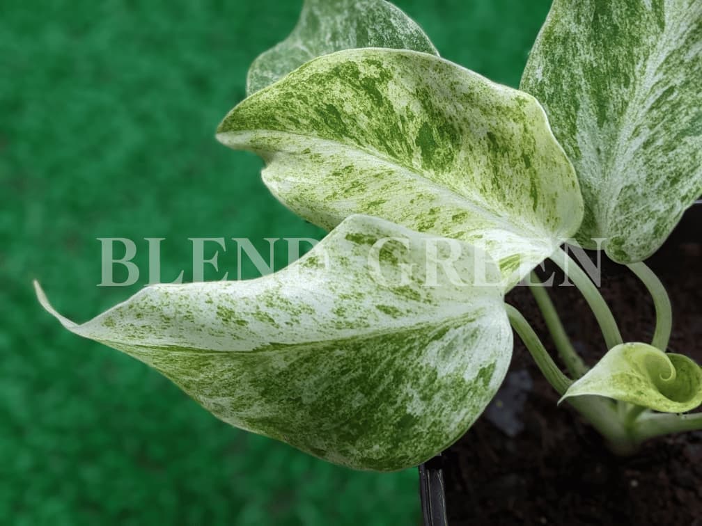 フィロデンドロン ギガンティウム ホワイトバリエガータ（Philodendron giganteum white variegated）