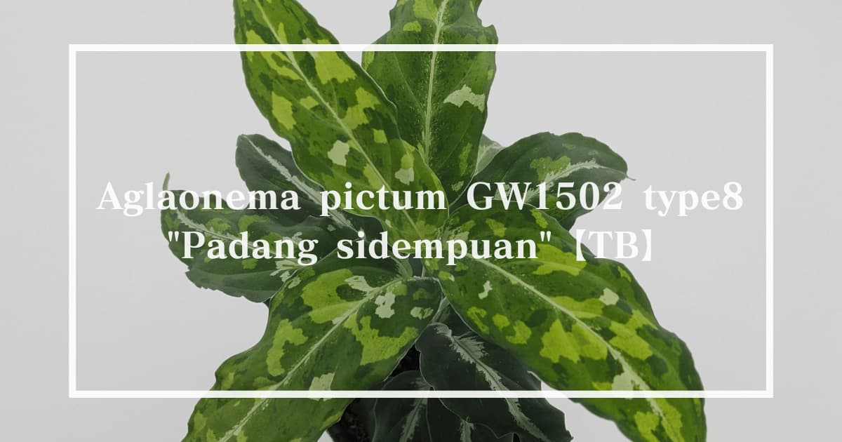 Aglaonema pictum GW1502 type8 Padang sidempuan 【TB】
