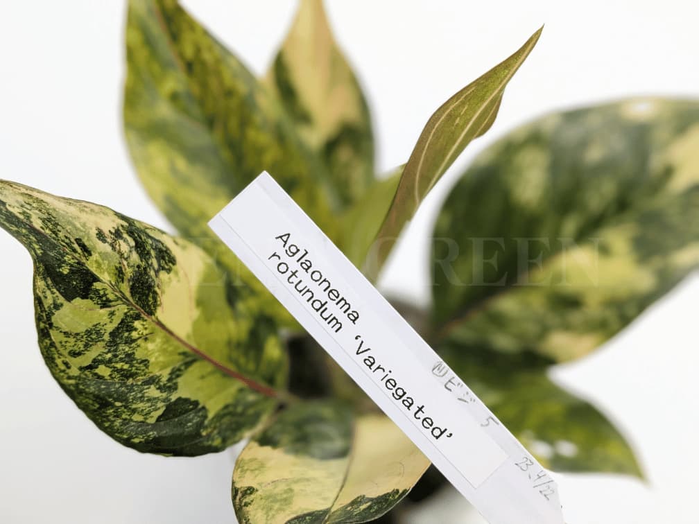 Aglaonema rotundum 