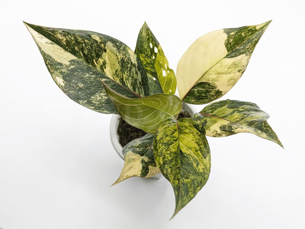 Aglaonema rotundum 