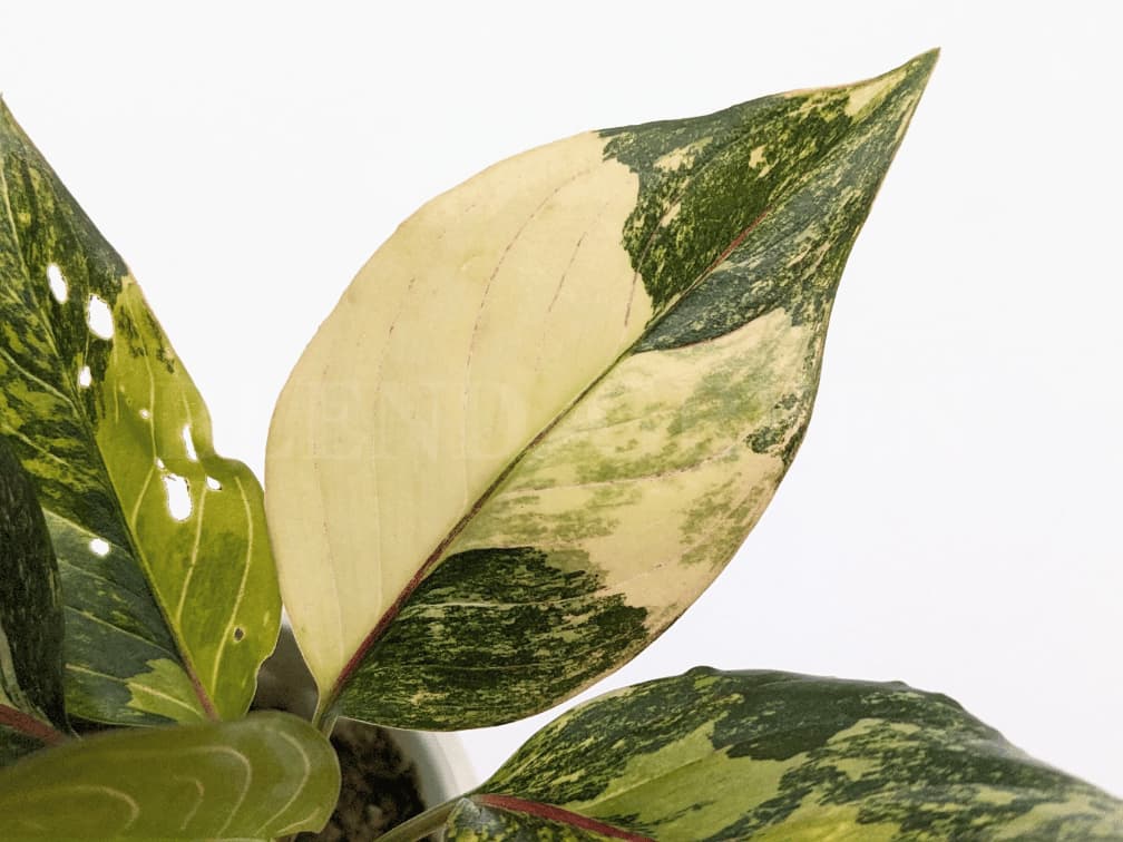 Aglaonema rotundum 