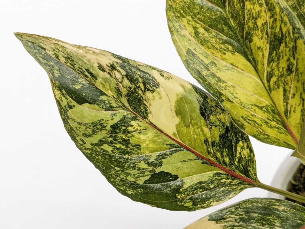 Aglaonema rotundum 