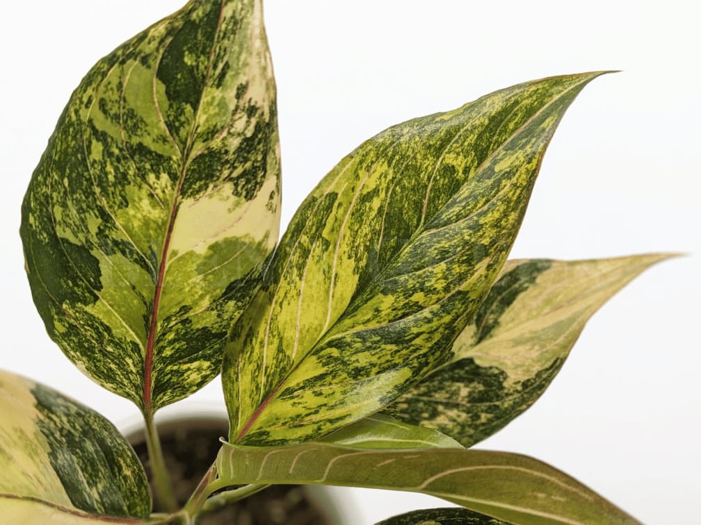 Aglaonema rotundum 