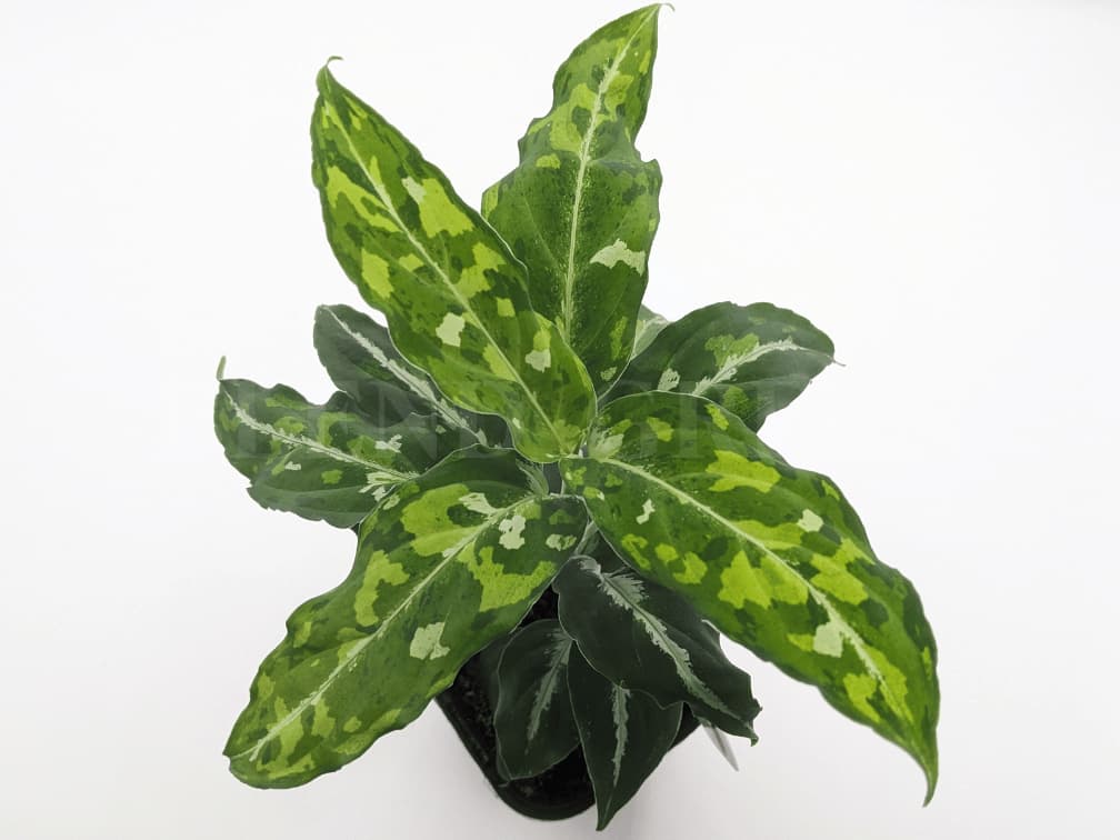 Aglaonema pictum GW1502 type8 