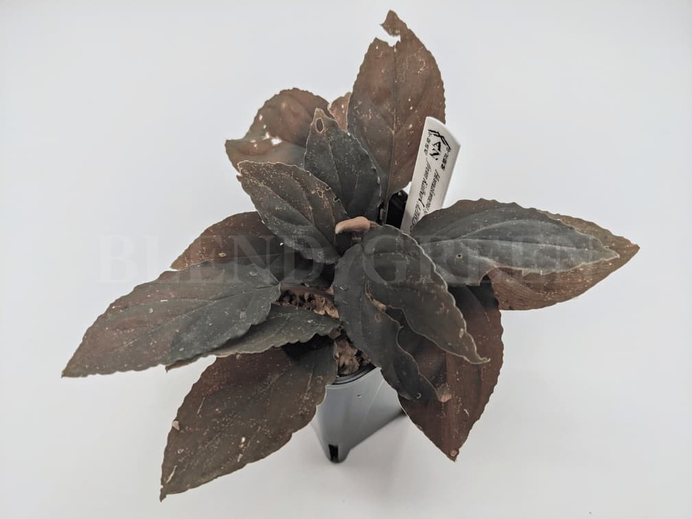 Homalomena sp Red leaf from Kalbar 【AZ0823-2】_1