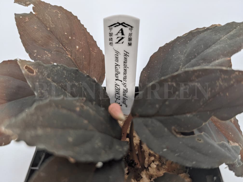 Homalomena sp Red leaf from Kalbar 【AZ0823-2】_1