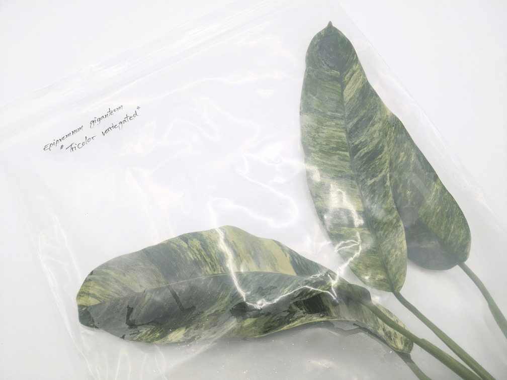 エピプレムナム ギガンティウム トリカラー バリエガータ 斑入り epipuremnum giganteumu tricolor variegated variegata