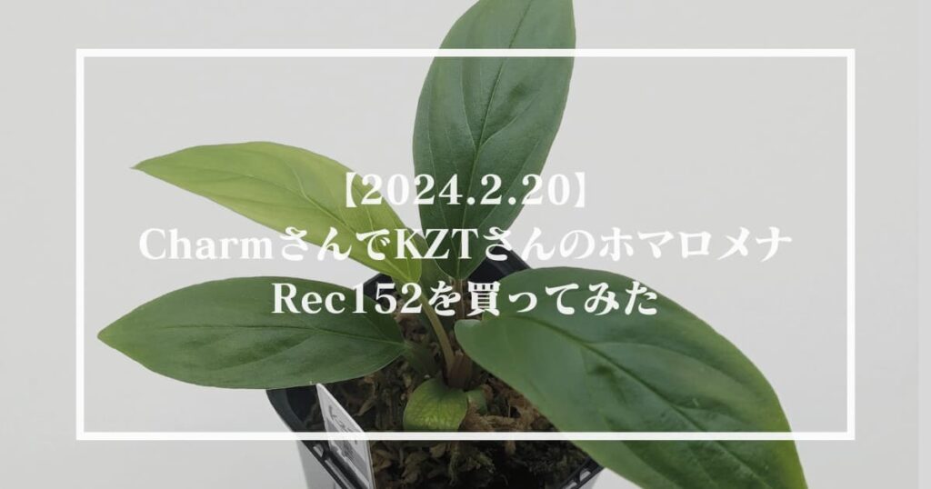 ホマロメナ 熱帯植物.com \\u2013 Homalomenaの人工授粉、交配、結実、実生 原種Homalomenaの交配記録173成功! 1鉢 ホマロメナ交配苗 Homalomena Rec33-10 K0319-f1 ホマロメナ 熱帯植物.com \\u2013 Homalomenaの人工授粉、交配、結実、実生 原種Homalomenaの交配記録173成功! 1鉢 ホマロメナ交配苗 Homalomena Rec33-10 K0319-f1