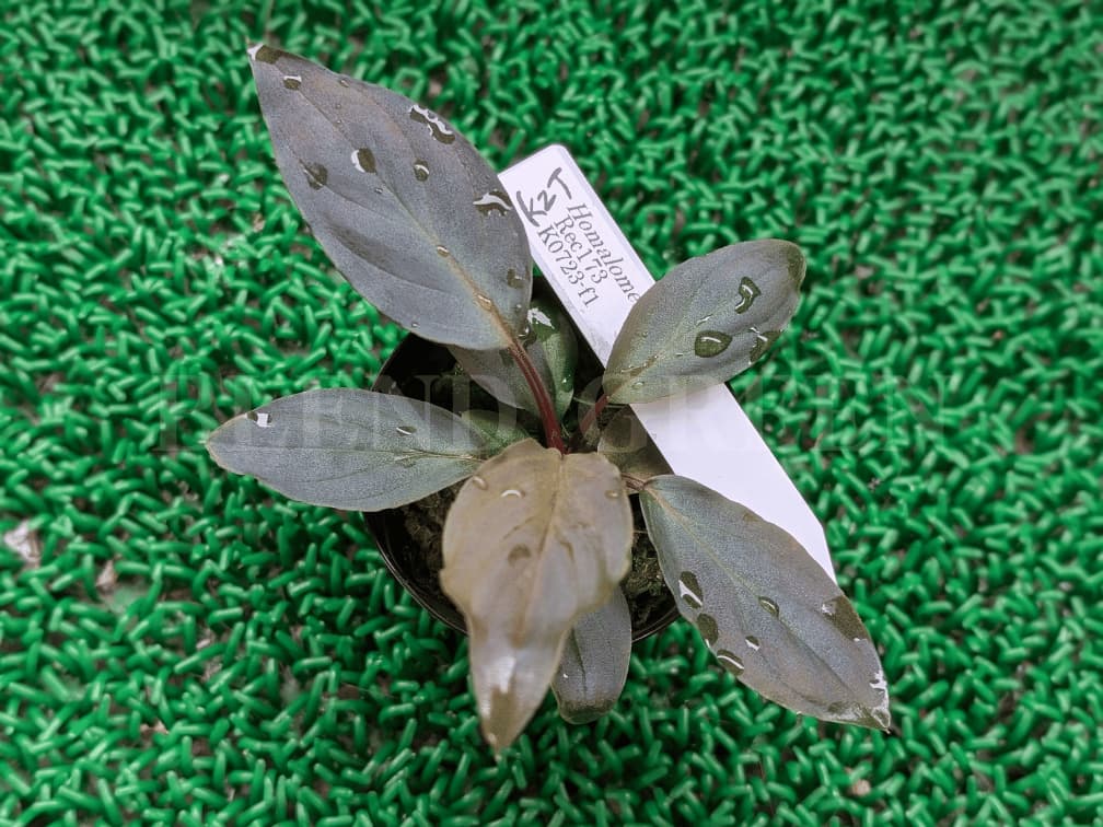 その他観葉植物 Homalomena Rec173 kzt national-plant-network-house-