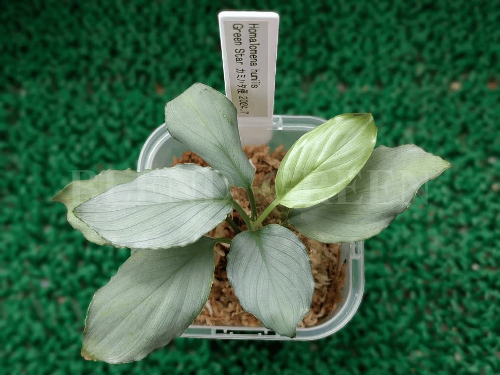 Homalomena humilis Green Star ホマロメナ フミリス グリーンスター 緑銀 神畑便 カミハタ便 2024年7月便