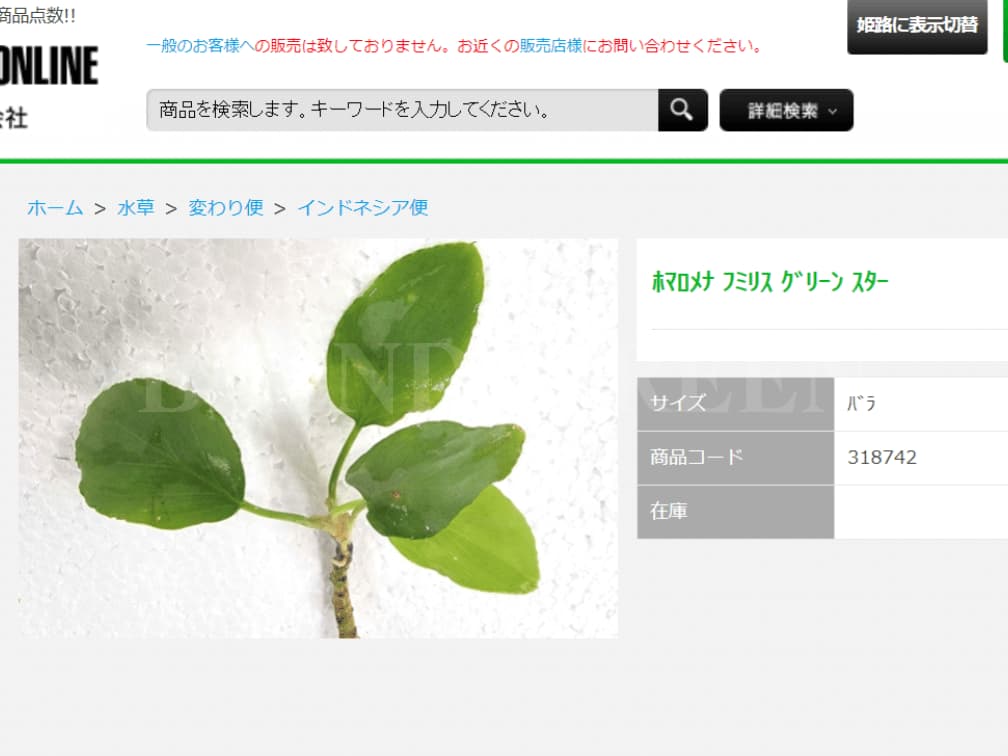 Homalomena humilis Green Star ホマロメナ フミリス グリーンスター 緑銀 神畑便 カミハタ便 2024年7月便