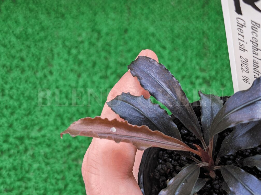 Bucephalandra sp. Cherish 2022.06 ブセファランドラ チェリッシュ 青光り リミックス みなと店 メタリックブルー