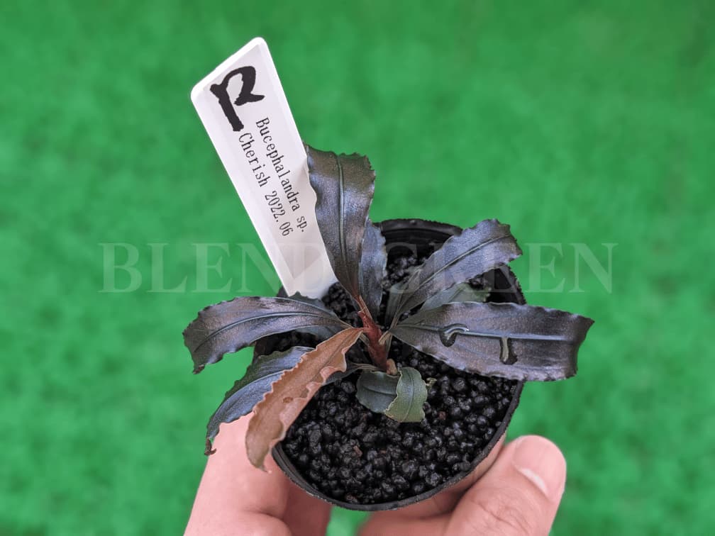 Bucephalandra sp. Cherish 2022.06 ブセファランドラ チェリッシュ 青光り リミックス みなと店 メタリックブルー