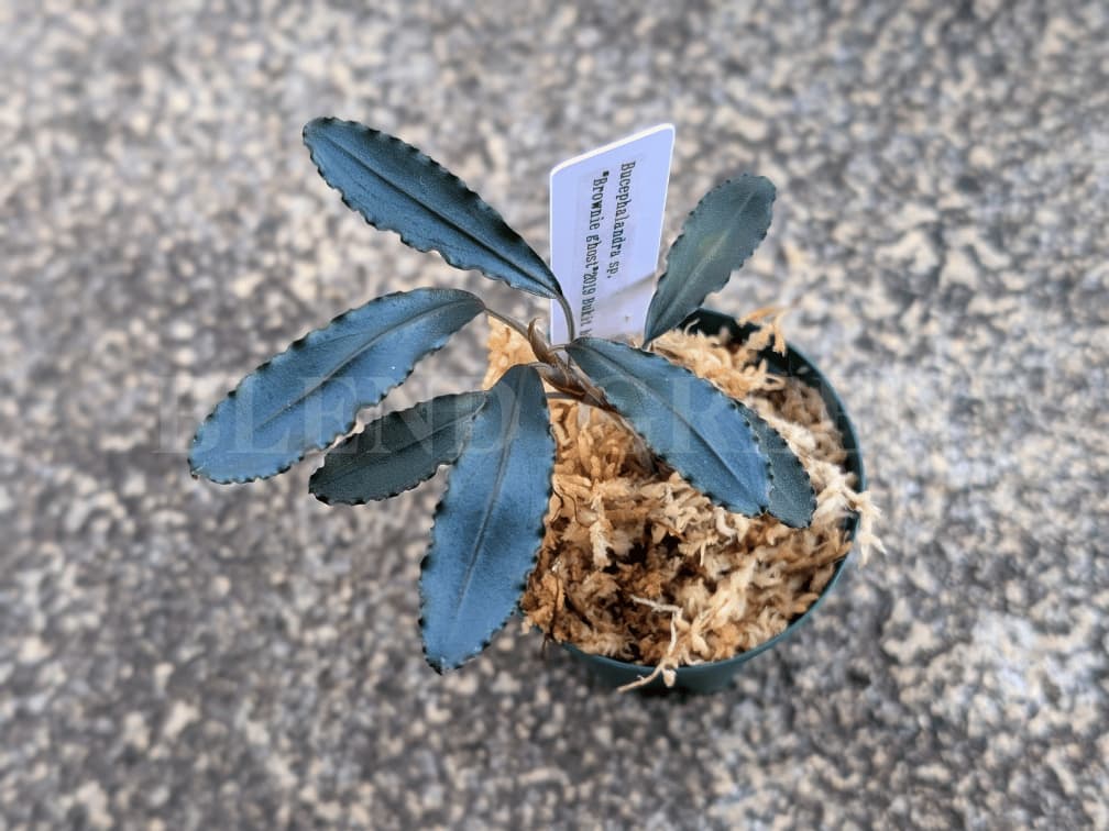 Bucephalandra sp. Brownie ghost 2019 Bukit biru アクアガーデン水の国 ブセファランドラ ブラウニーゴースト2019 ブキットビル AQUA FORTUNE