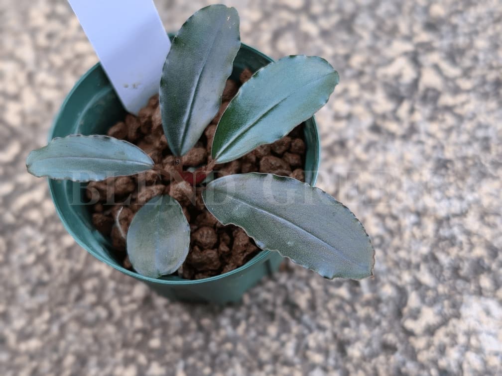 Bucephalandra sp. Serawai1 TB便 ブセファランドラ スラワイ1 チームボルネオ AQUA FORTUNE