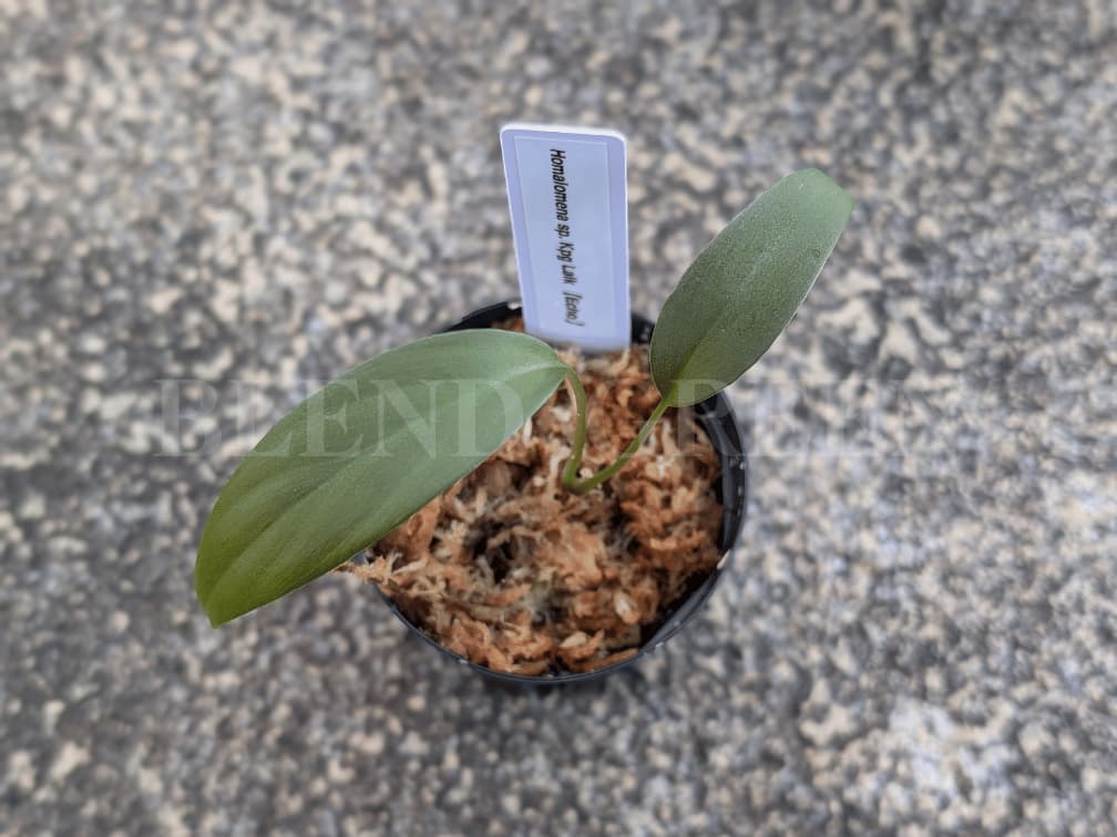 Homalomena sp. Kpg Laik Echo便 ホマロメナ Plants Base アクアリウムバス