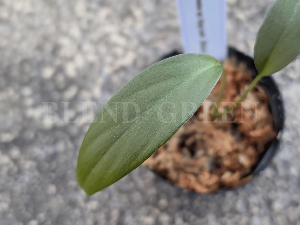 Homalomena sp. Kpg Laik Echo便 ホマロメナ Plants Base アクアリウムバス