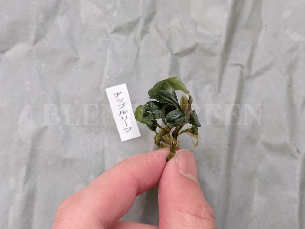 2025年福袋 おまかせブセファランドラ 東南便 チャーム Charm Bucephalandra sp. アップルリーフ