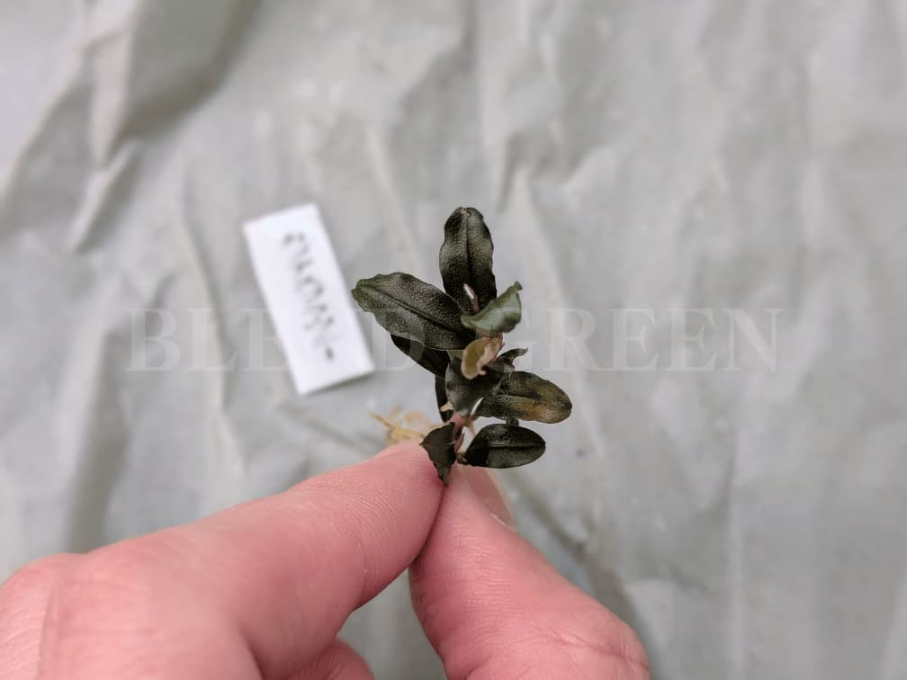 2025年福袋 おまかせブセファランドラ 東南便 チャーム Charm Bucephalandra sp.  カプアスブラウニー