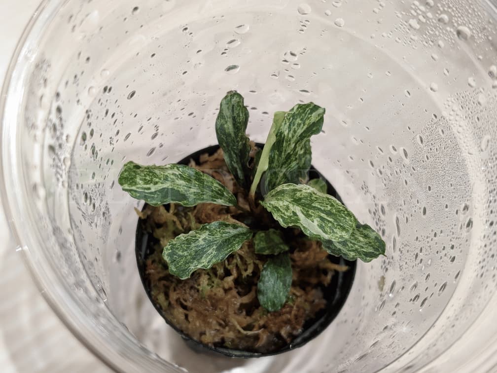 Bucephalandra sp. Green Wavy Variegata ブセファランドラ sp. グリーンウェービー 斑入り アクアテイクE 2025年 初売り