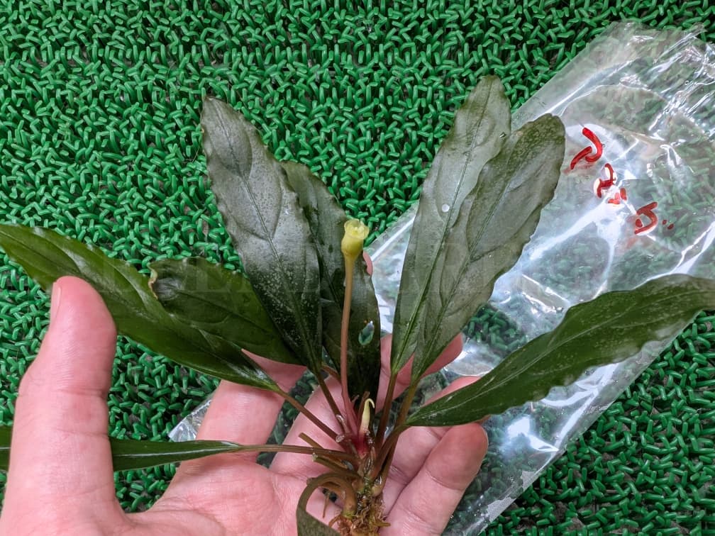 Bcephalandra sp. Amanda ブセファランドラ アマンダ KN便