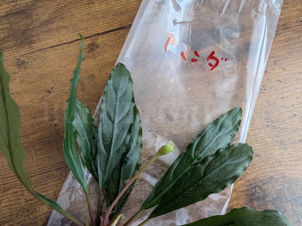 Bcephalandra sp. Amanda ブセファランドラ アマンダ KN便
