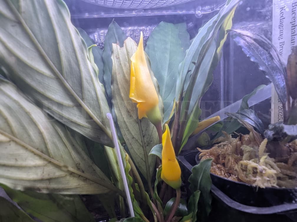 Bcephalandra sp. Juliet ブセファランドラ ジュリエット（ユリアート） 黄色い花芽のブセファランドラ Bucephalandra chrysokoupa KN便