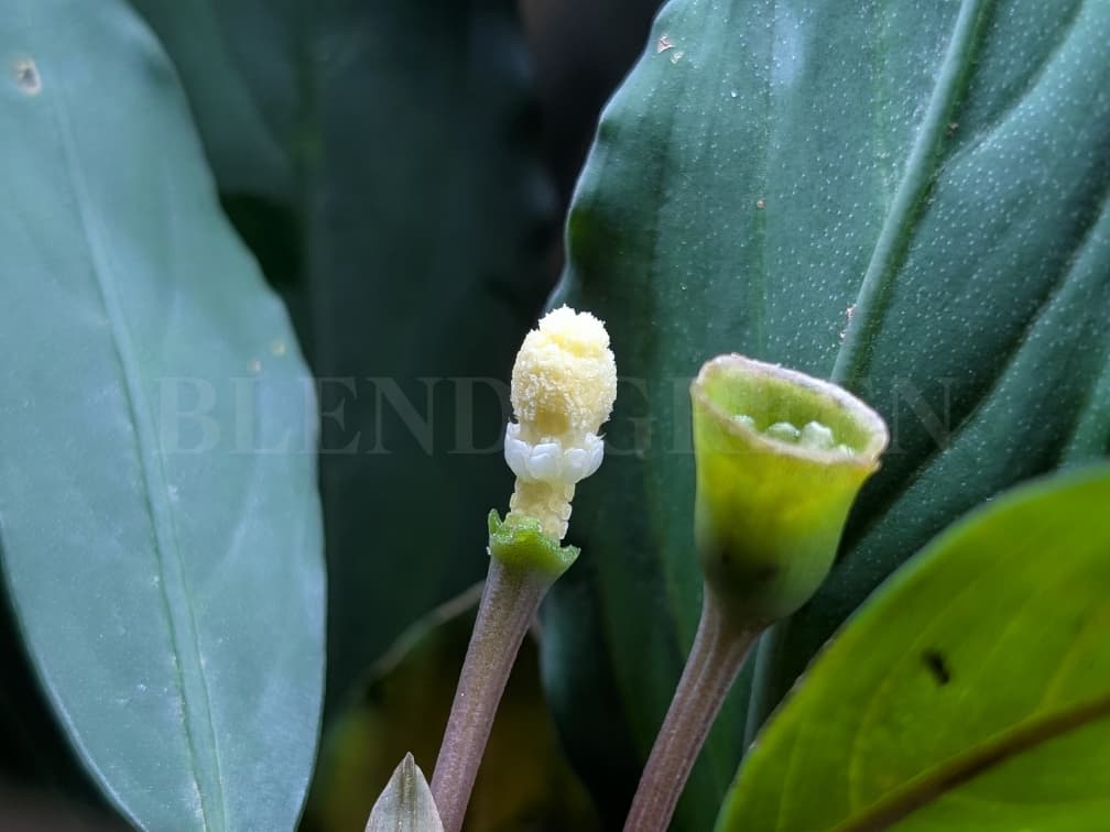 Bcephalandra sp. Miranda ブセファランドラ ミランダ 黄色い花芽のブセファランドラ Bucephalandra chrysokoupa KN便