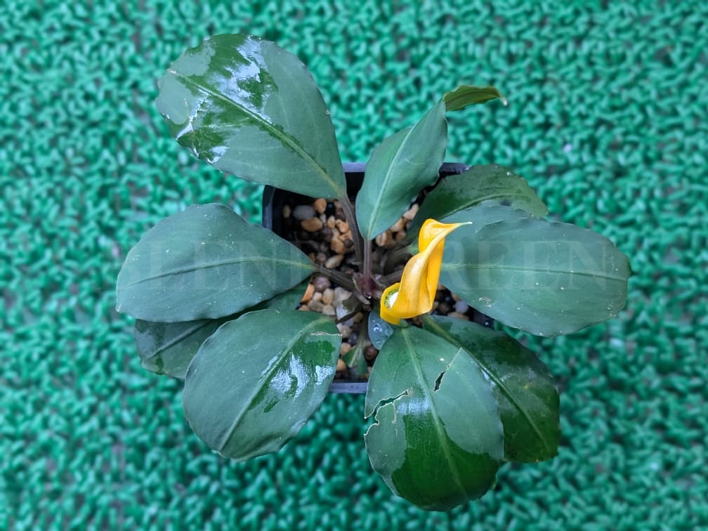 Bcephalandra sp. Miranda ブセファランドラ ミランダ 黄色い花芽のブセファランドラ Bucephalandra chrysokoupa KN便