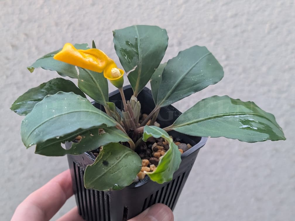 Bcephalandra sp. Miranda ブセファランドラ ミランダ 黄色い花芽のブセファランドラ Bucephalandra chrysokoupa KN便