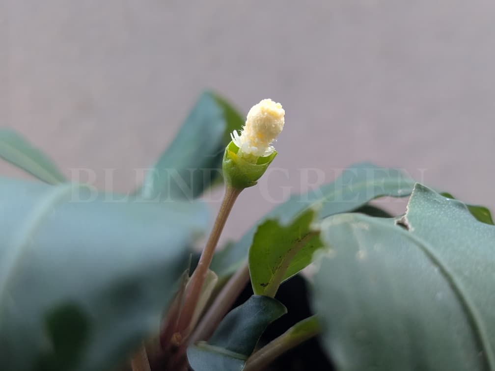 Bcephalandra sp. Miranda ブセファランドラ ミランダ 黄色い花芽のブセファランドラ Bucephalandra chrysokoupa KN便