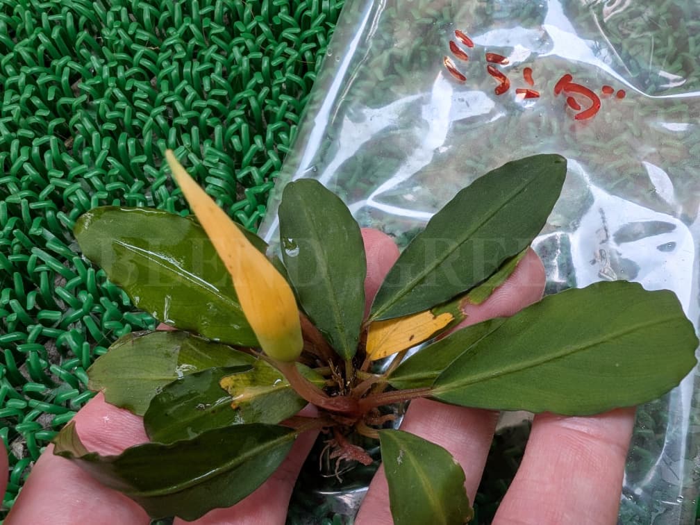 Bcephalandra sp. Miranda ブセファランドラ ミランダ 黄色い花芽のブセファランドラ Bucephalandra chrysokoupa KN便